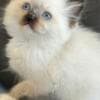 Ragdoll kittens photo 1
