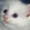 Ragdoll kittens photo 2