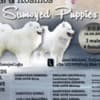 Samoyed Puppy for sale photo 1