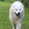 Samoyed Puppy for sale photo 2