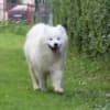 Samoyed Puppy for sale photo 3
