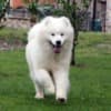 Samoyed Puppy for sale photo 4