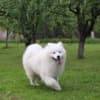 Samoyed Puppy for sale photo 5