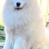 Samoyed Adults and Puppies for Sale photo 1