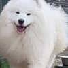 Samoyed Adults and Puppies for Sale photo 2