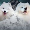 Samoyed Adults and Puppies for Sale photo 3