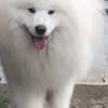Samoyed Adults and Puppies for Sale photo 4
