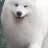 Samoyed Adults and Puppies for Sale photo 5