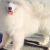 Samoyed Adults and Puppies for Sale photo 6