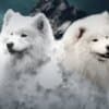 Samoyed Adults and Puppies for Sale photo 7