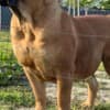 South African Mastiff - Boerboel Puppies photo 1