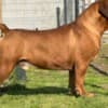 South African Mastiff - Boerboel Puppies photo 2