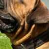 South African Mastiff - Boerboel Puppies photo 3