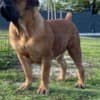 South African Mastiff - Boerboel Puppies photo 4