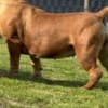 South African Mastiff - Boerboel Puppies photo 5