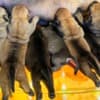 South African Mastiff - Boerboel Puppies photo 6