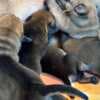 South African Mastiff - Boerboel Puppies photo 7