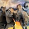 South African Mastiff - Boerboel Puppies photo 8