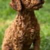 Toy Poodle Puppies photo 1