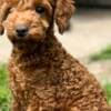 Toy Poodle Puppies photo 2