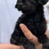 Toy Poodle Puppies photo 4