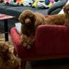 Toy Poodle Puppies photo 7