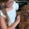 Toy Poodle Puppies photo 9