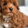teacup poodle photo 2