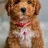 teacup poodle photo 3