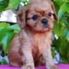 Cavalier king Charles spaniel puppies photo 1