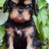 Cavalier king Charles spaniel puppies photo 2
