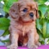 Cavalier king Charles spaniel puppies photo 3