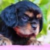 Cavalier king Charles spaniel puppies photo 4