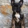 French bulldog fluffy photo 2
