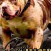 American Bully XL Puppies for Sale photo 1
