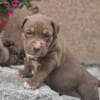 American Bully XL Puppies for Sale photo 2