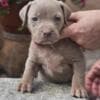 American Bully XL Puppies for Sale photo 3