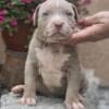 American Bully XL Puppies for Sale photo 4