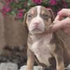 American Bully XL Puppies for Sale photo 5
