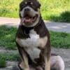 American Bully XL Puppies for Sale photo 6
