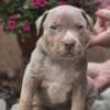 American Bully XL Puppies for Sale photo 7
