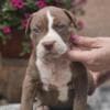 American Bully XL Puppies for Sale photo 8