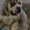 American Bully XL Puppies for Sale photo 9