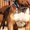 American Bully XL Puppies for Sale photo 10