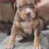 American Bully XL Puppies for Sale photo 11