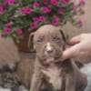 American Bully XL Puppies for Sale photo 12