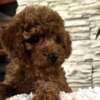 Red Toy Poodles photo 1