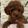 Red Toy Poodles photo 2