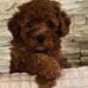 Red Toy Poodles photo 3