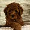 Red Toy Poodles photo 4